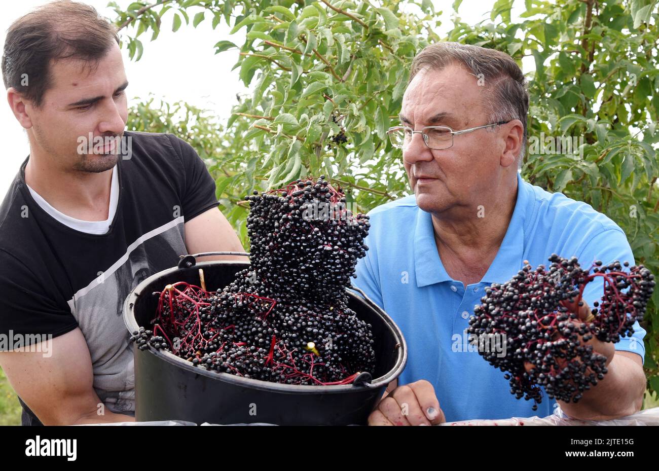 29. August 2022, Sachsen, Jesewitz OT Wöllmen: Auf einer Holunderplantage des Obsthof Wöllmen in Jesewitz kontrollieren der Geschäftsführer Dieter Dottermusch und sein Sohn, Obstbaumeister Jörg Dottermusch (r-l), geerntete Holunderkegel. Trotz des Wassermangels konnte in diesem Jahr aus rund 400 in Baumform gewachsenen Holundersträuchern qualitativ hochwertige Holunderkegel von überdurchschnittlicher Größe und gleichmäßiger Reife geerntet werden. Die Beeren, die reich an Vitamin C und Kalium sind und etwa sechs Millimeter groß sind, werden dann zu Saft, Wein und Gelee verarbeitet. Der Obsthof wurde mehr als gegründet Stockfoto
