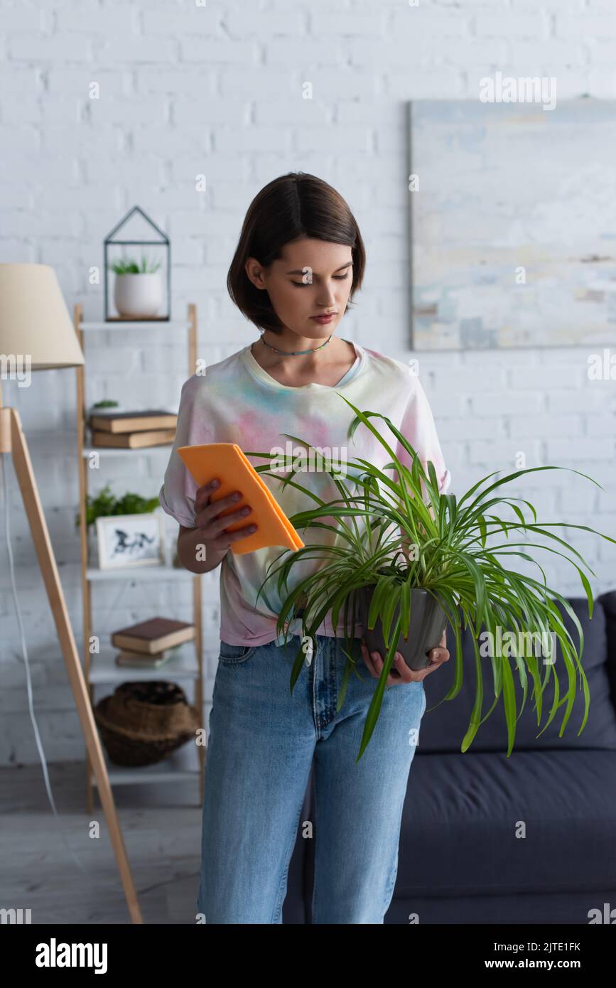 Junge Frau, die Pflanze und Lappen im Wohnzimmer hält Stockfoto