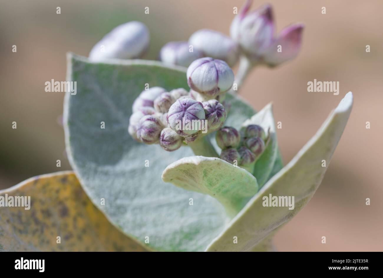 Calotropis procera-Pflanzpflanze, Gummibusch, sodom-Apfel, französische Baumwolle, Familie der Calotropis Stockfoto