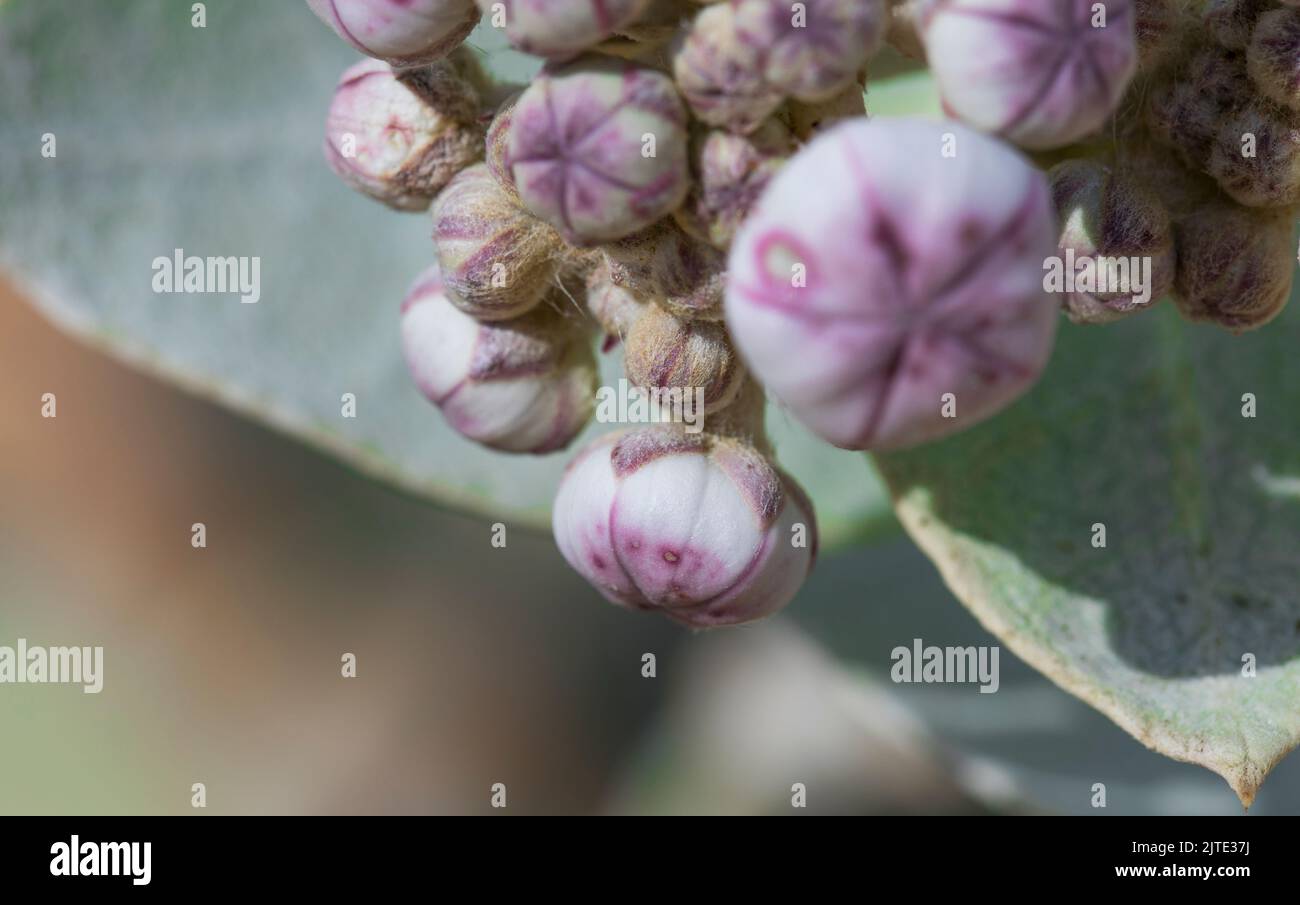 Calotropis procera-Pflanzpflanze, Gummibusch, sodom-Apfel, französische Baumwolle, Familie der Calotropis Stockfoto