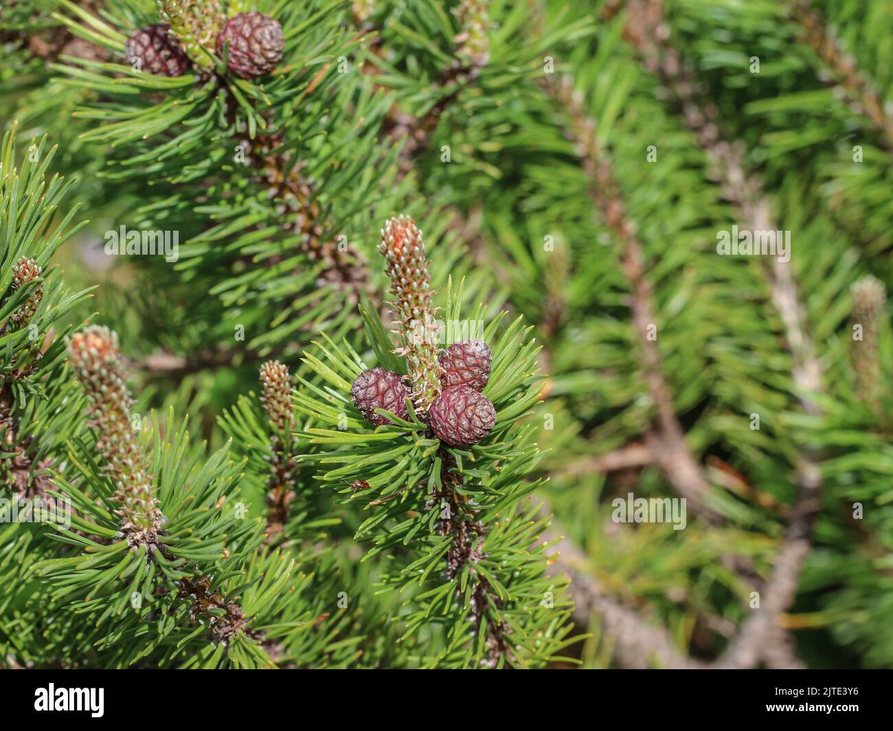 Weibliche Zapfen und junge Triebe der Zwergkiefer (lateinischer Name: Pinus mugo) in Beleg, Mokra Gora, Serbien Stockfoto
