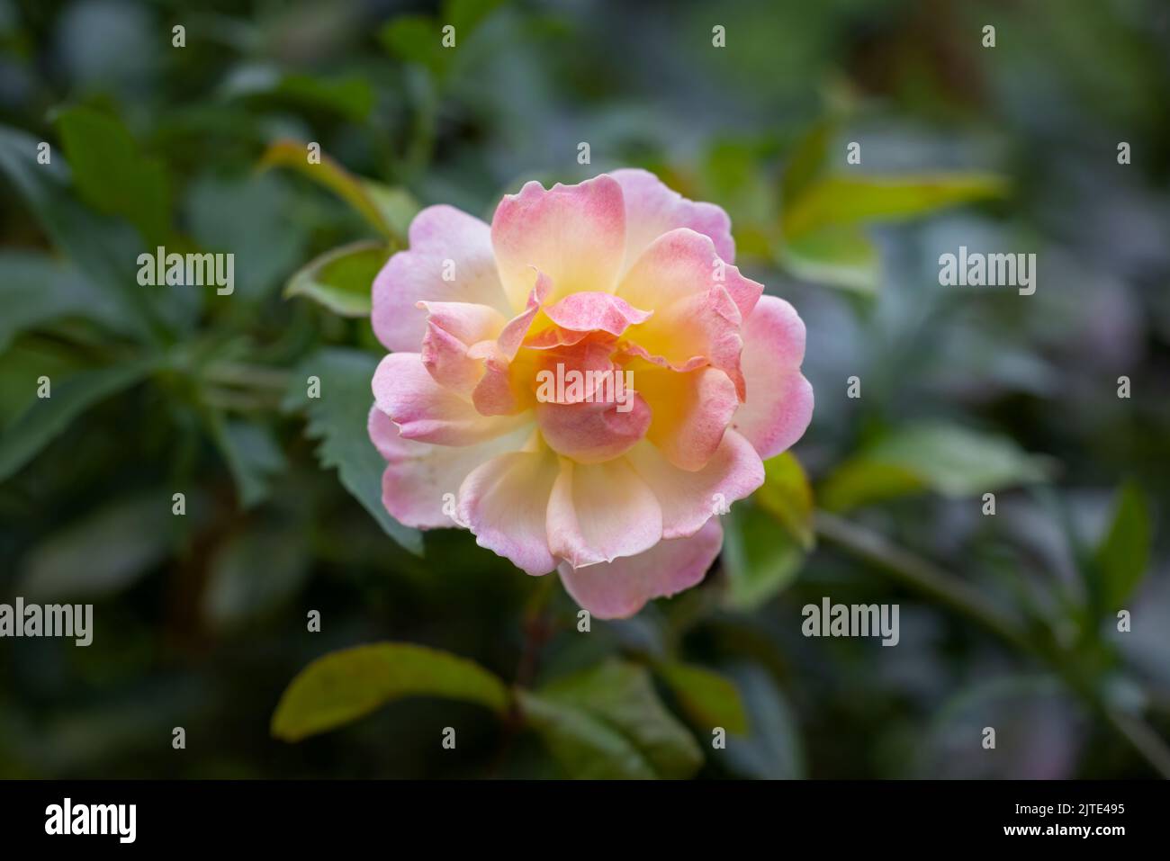 Eine Nahaufnahme einer einsamen Blume aus einer schönen rosa Wanderrose Stockfoto