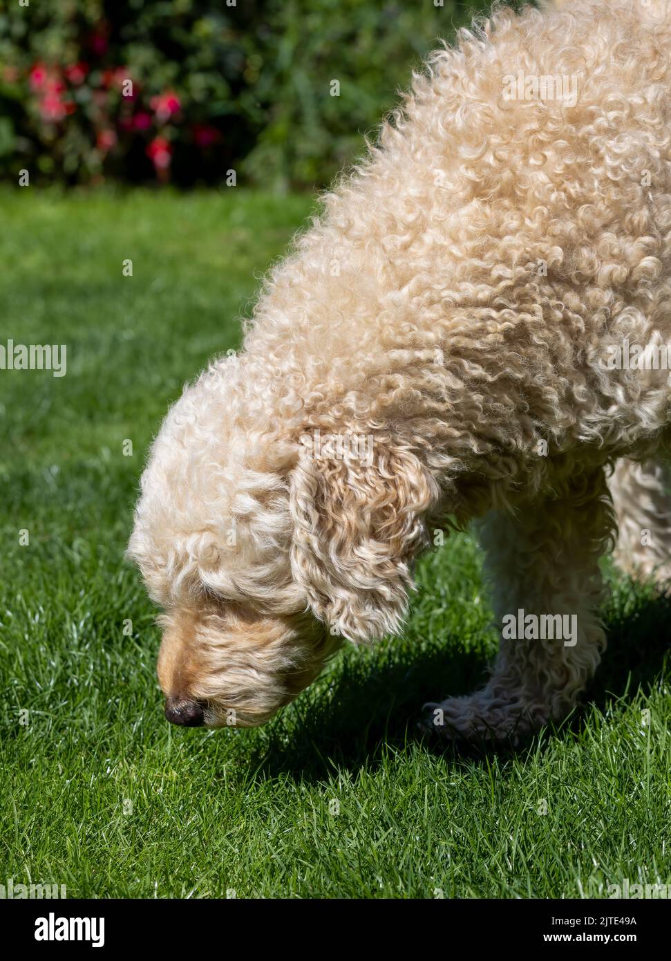 Eine Nahaufnahme eines schönen, lockigen beigefarbenen Labradoodle-Hundes, der Gras schnüffelt Stockfoto