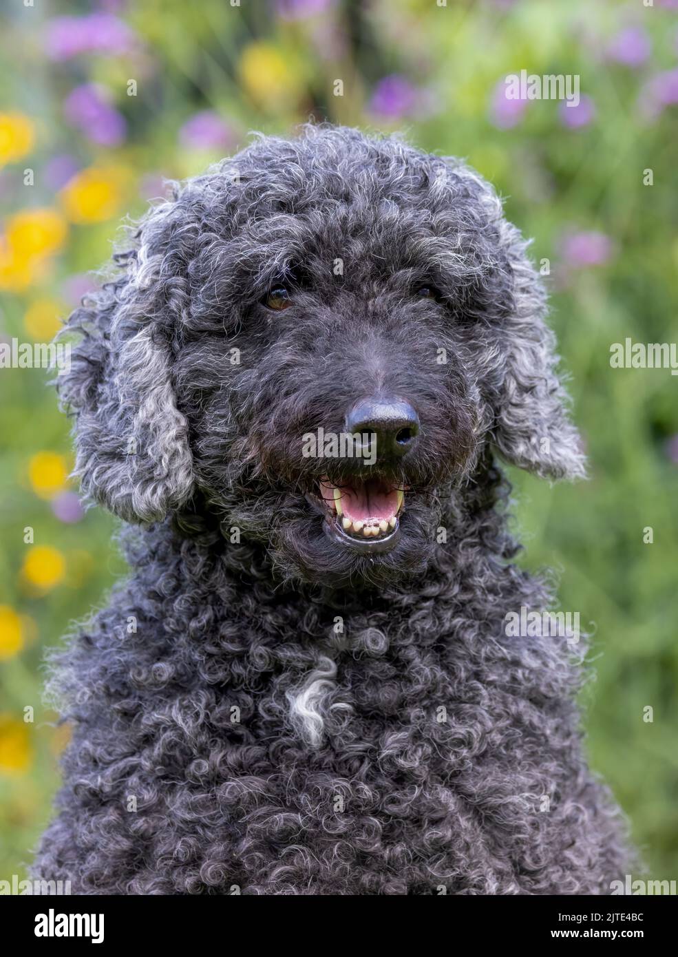 Ein schöner, grauer und schwarzer Labradoodle-Hund mit lockigen Haaren, der mit offenem Mund nach vorne blickt Stockfoto