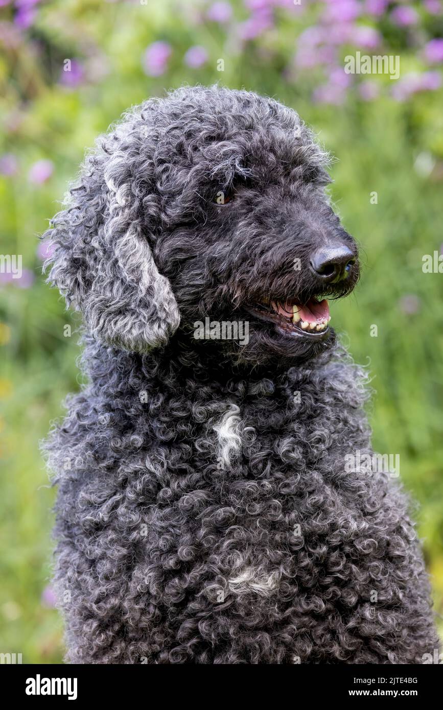 Ein schöner, grauer und schwarzer Labradoodle-Hund mit lockigen Haaren, der mit offenem Mund nach vorne blickt Stockfoto