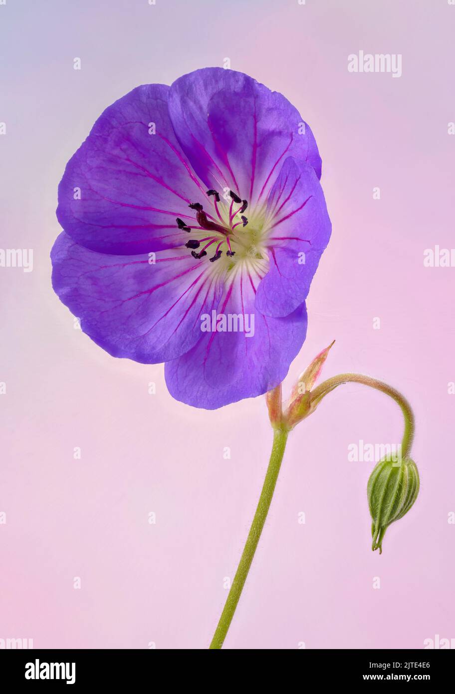 Ein wunderschöner, dunkelvioletter, wilder Geranium, auch bekannt als Cranesbill, fotografiert vor einem hellen malvenfarbenen/rosa Hintergrund Stockfoto