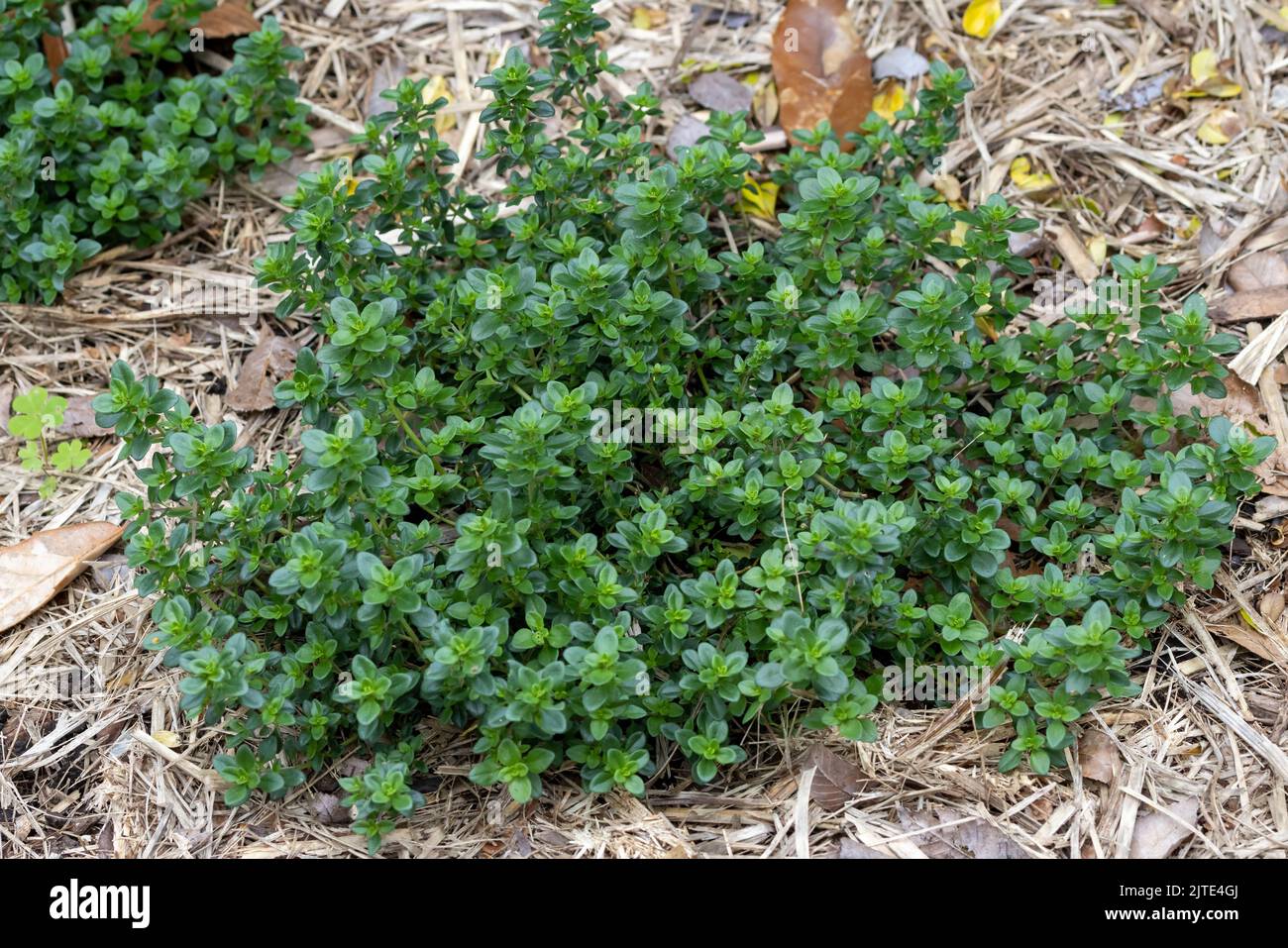 Thymian-Kraut im Garten wachsen Stockfoto