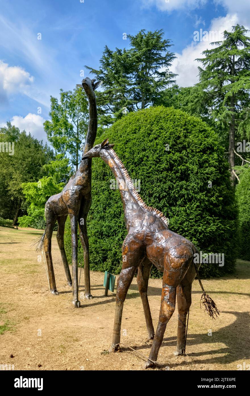 Skulpturen aus Giraffen aus Metall Knebworth House and Gardens Stockfoto