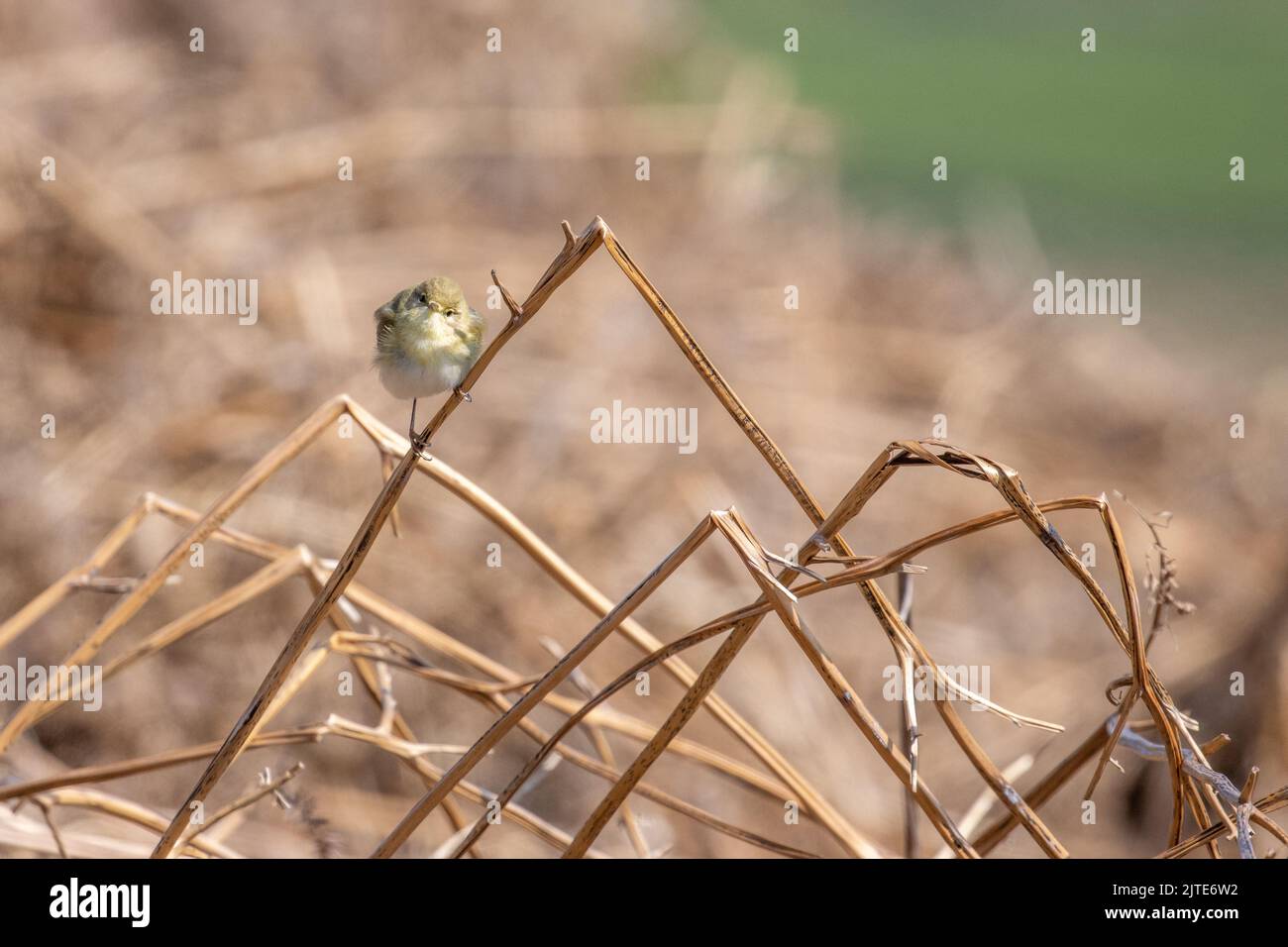 Willow-Waldsänger, Phylloscopus trochilus, auf Bracken sitzend, mit Blick auf die Kamera, Ilkley Moor, West Yorkshire, England, britische Tierwelt Stockfoto