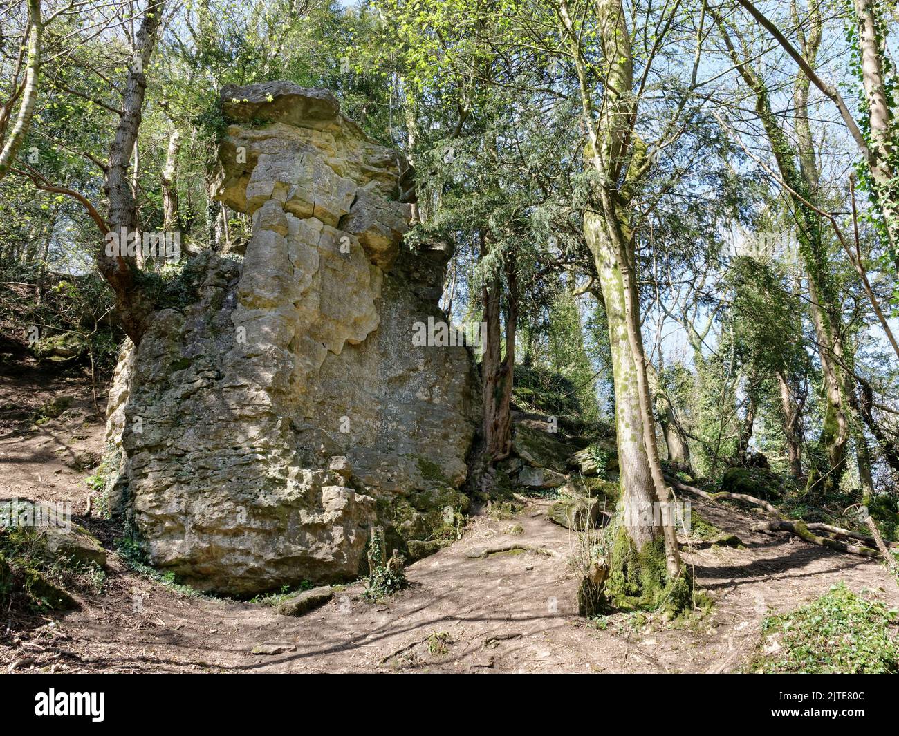 The Outpost, eine Kalksteinklippe aus dem Jahr 9m in der Bathampton Rocks Formation, beim Bath Skyline Walk, Bathampton Woods, Bath und Northeast Somerset, Großbritannien, April Stockfoto