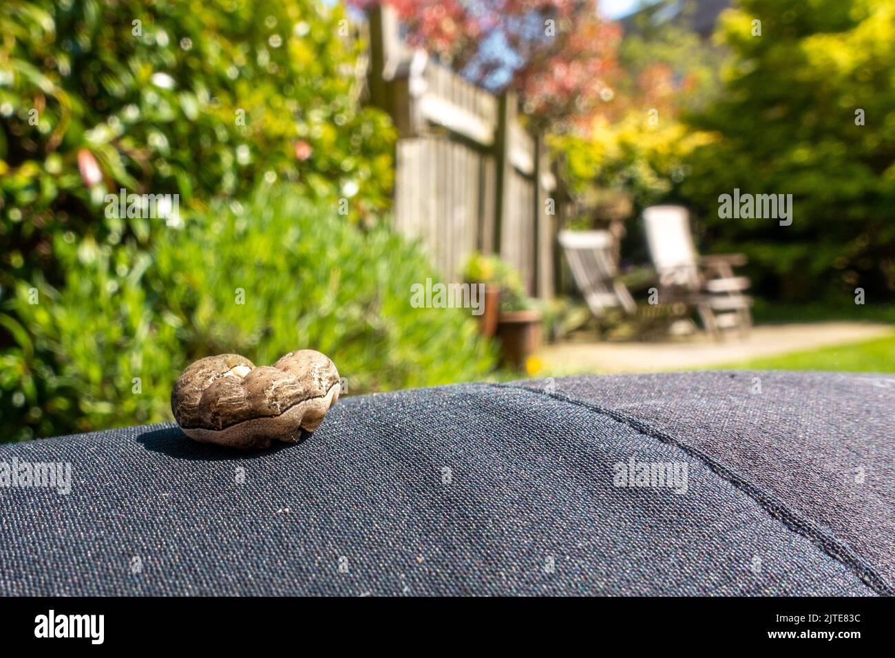 Nahaufnahme einer Mottenraupe, die sich auf dem Bein einer Person im Garten zusammenrollt, West Yorkshire, England, britische Tierwelt Stockfoto