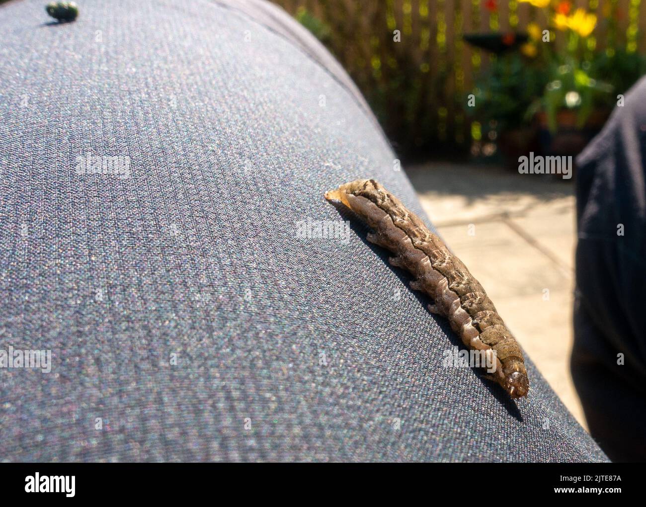 Nahaufnahme einer Mottenraupe, die auf dem Bein einer Person im Garten kriecht, West Yorkshire, England, britische Tierwelt Stockfoto