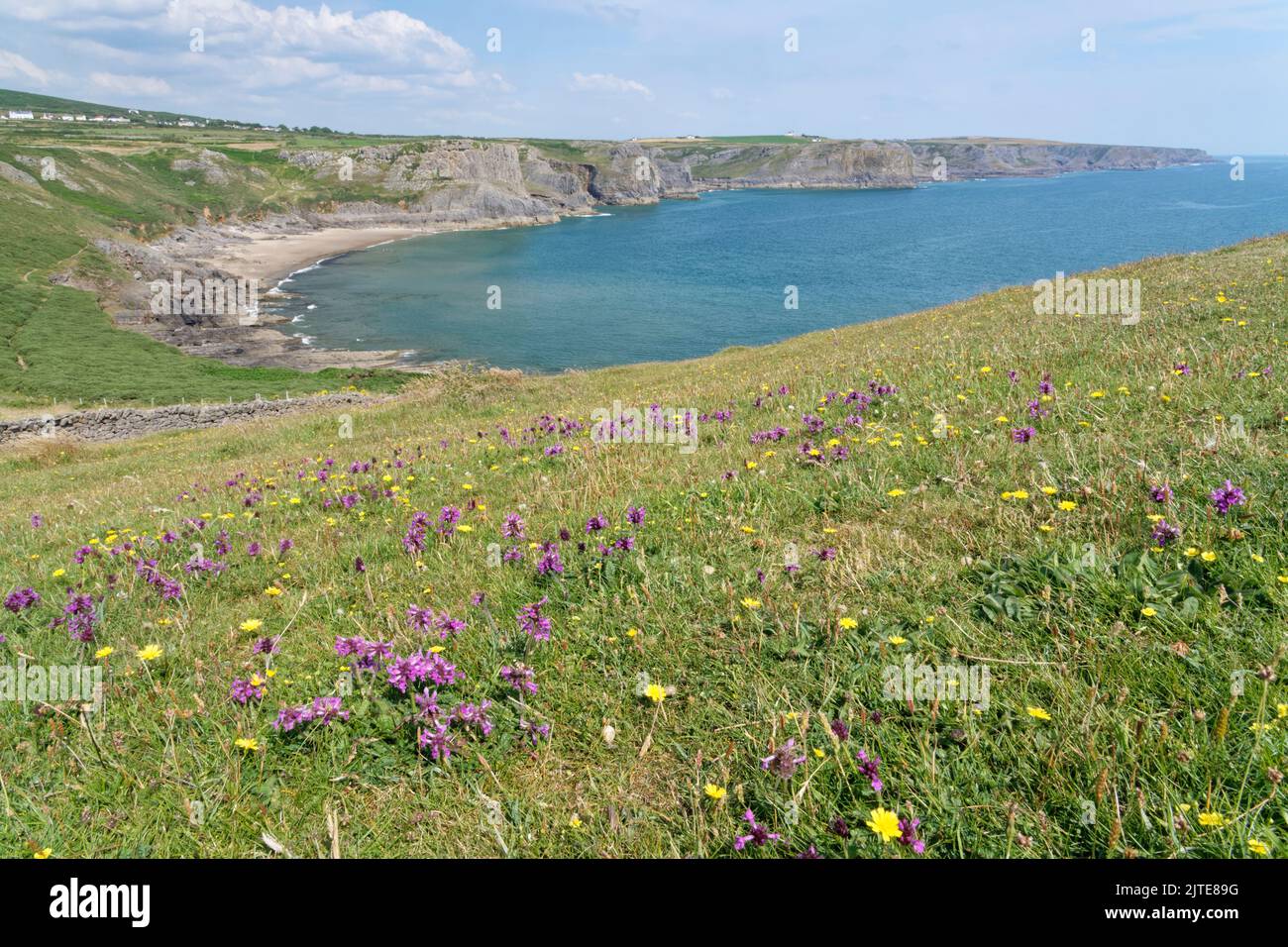 Betonie (Stachys officinalis) blüht in Fülle auf einer Küstenspitze mit Blick auf Fall Bay, Rhossili, The Gower, Wales, Großbritannien, Juli. Stockfoto