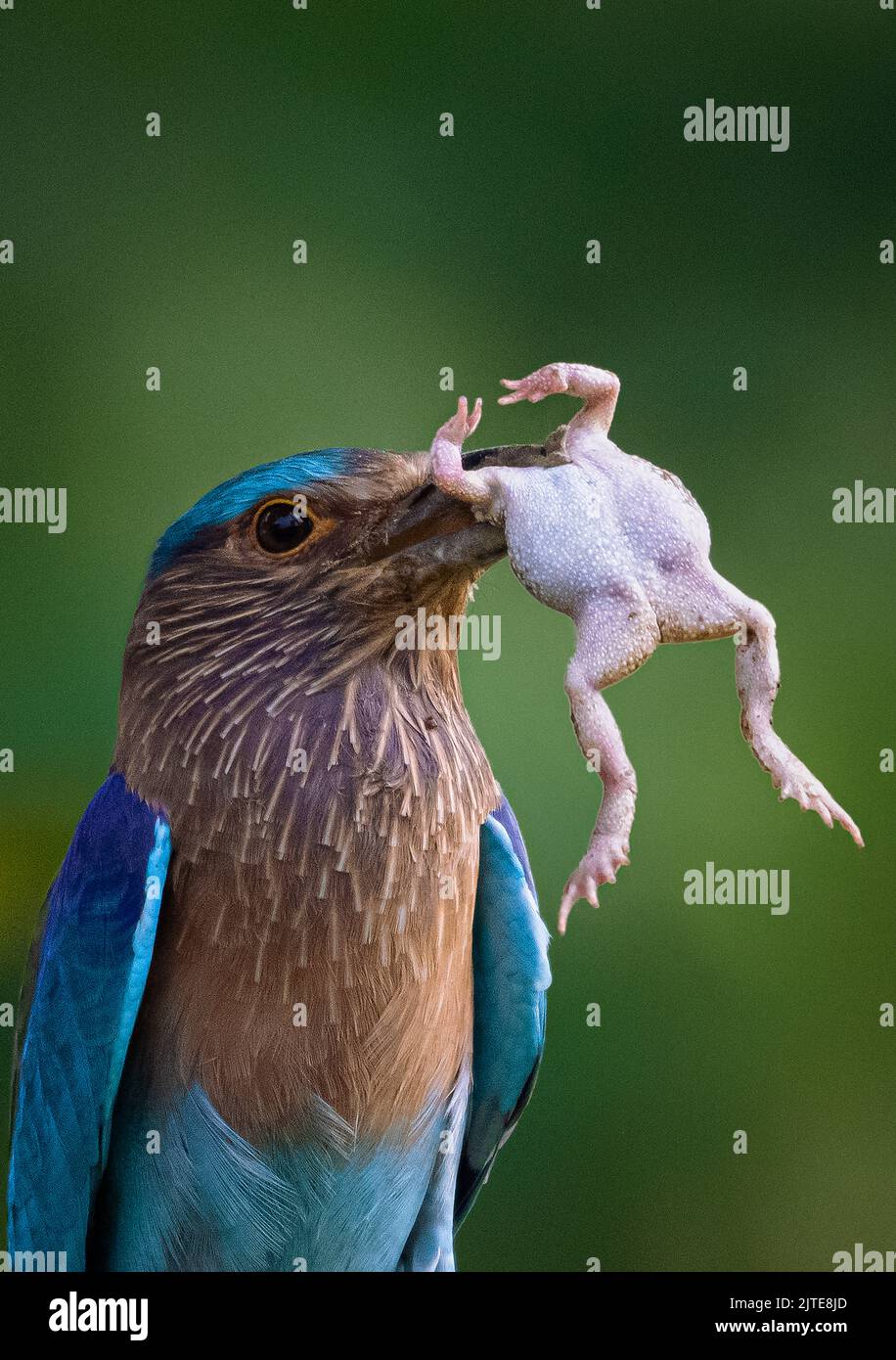 Diese indische Walze fängt zuerst einen Froschkopf. Guptipara, Westbengalen, Indien: DIESE SCHOCKIERENDEN Fotos zeigen einen bunten Vogel, der verzweifelt versucht zu schlucken Stockfoto