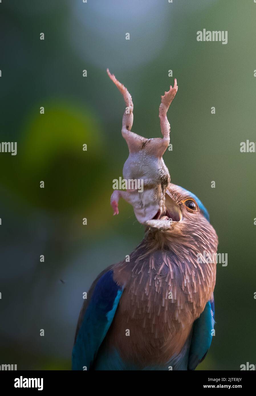 Der Vogel versucht, den Frosch ganz zu schlucken. Guptipara, Westbengalen, Indien: DIESE SCHOCKIERENDEN Fotos zeigen einen bunten Vogel, der verzweifelt versucht, eine l zu schlucken Stockfoto