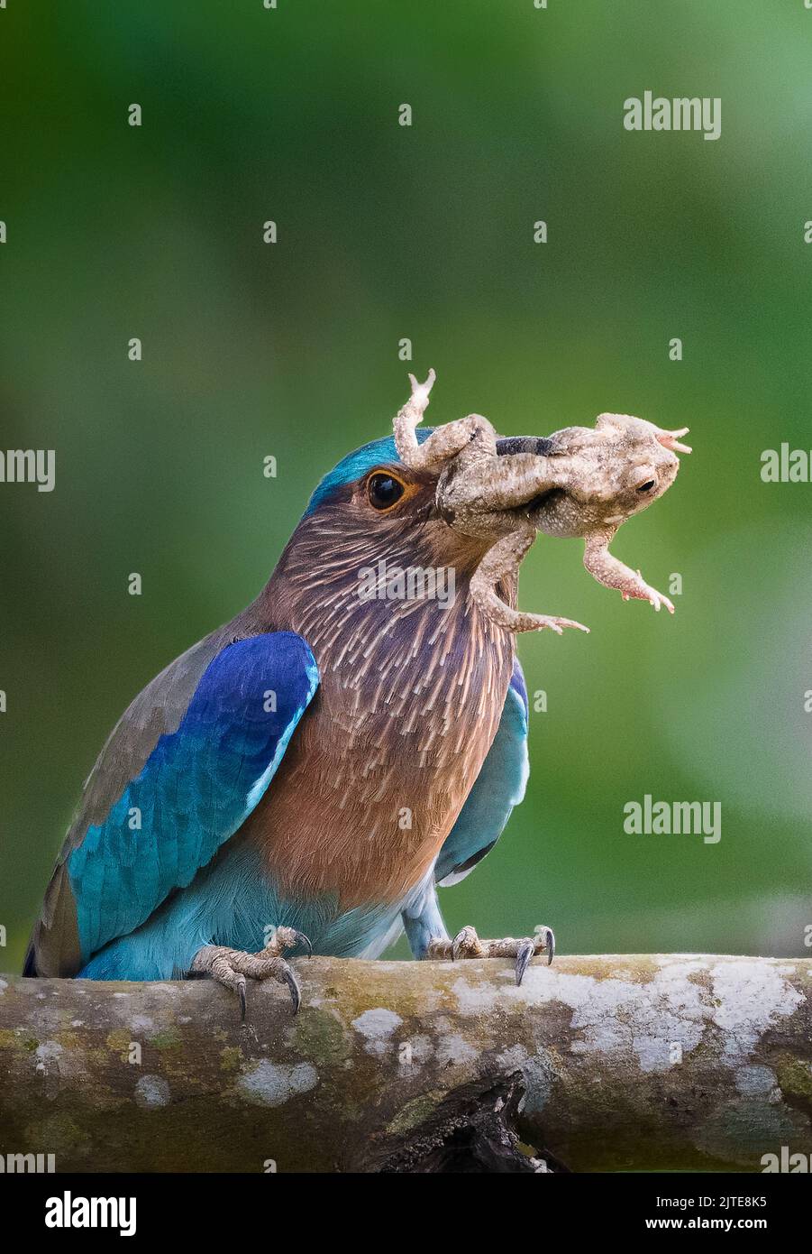 Es kämpft darum, den Frosch zum Absinken zu bringen. Guptipara, Westbengalen, Indien: DIESE SCHOCKIERENDEN Fotos zeigen einen bunten Vogel, der verzweifelt versucht, a la zu schlucken Stockfoto