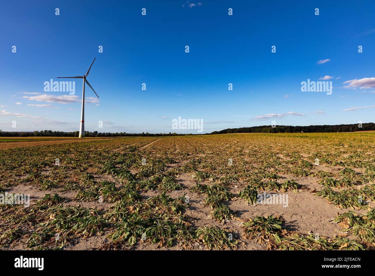 Windkraftanlage in Issum vor blauem Himmel Stockfoto
