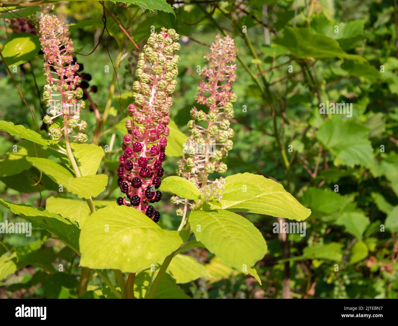 Krautige mehrjährige Pflanze Phytolacca acinosa Phytolaccaceae, selektiver Fokus. Blühende Pflanze, Kopierraum Stockfoto