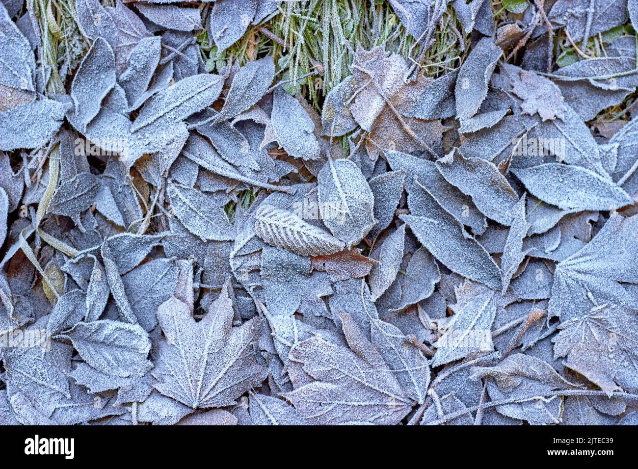 Herbst fallen Blätter auf dem grünen Gras sind mit Reif bedeckt. Herbst Winter Hintergrund Stockfoto