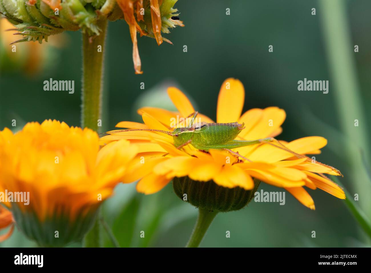 Leptophyes punctatissima. Gesprenkelte Buschkricket auf einer Ringelblume Stockfoto