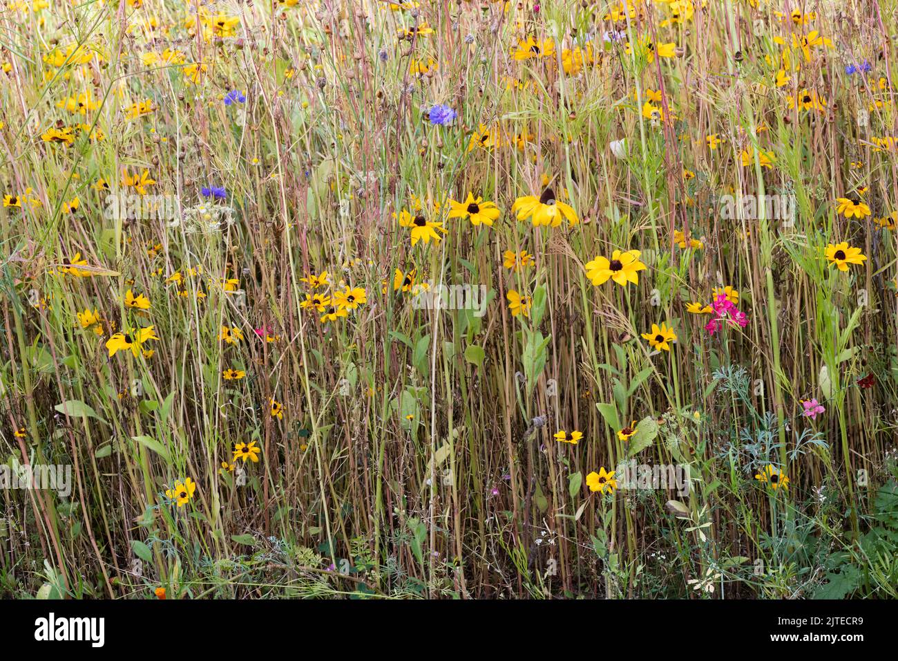 Rudbeckia. Koneblüten in einem ausgegebenen Wildblumengarten. uk Stockfoto