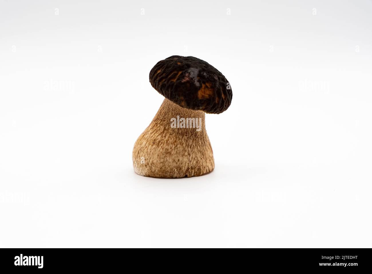 15kg Vogelsand Naturweiß - Keimfrei & Ohne Zusätze Wie Anis Oder Grit