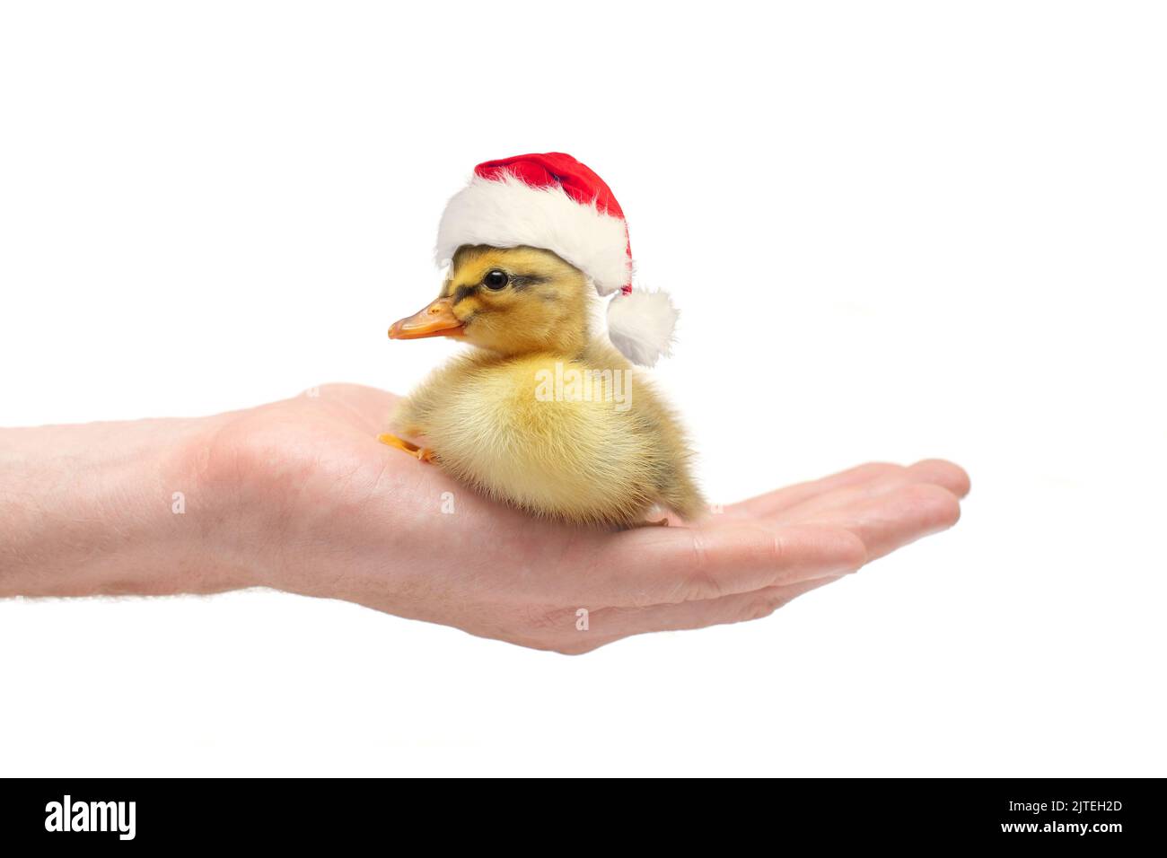 Kleiner entkenkender Weihnachtsmann in menschlicher Hand Stockfoto