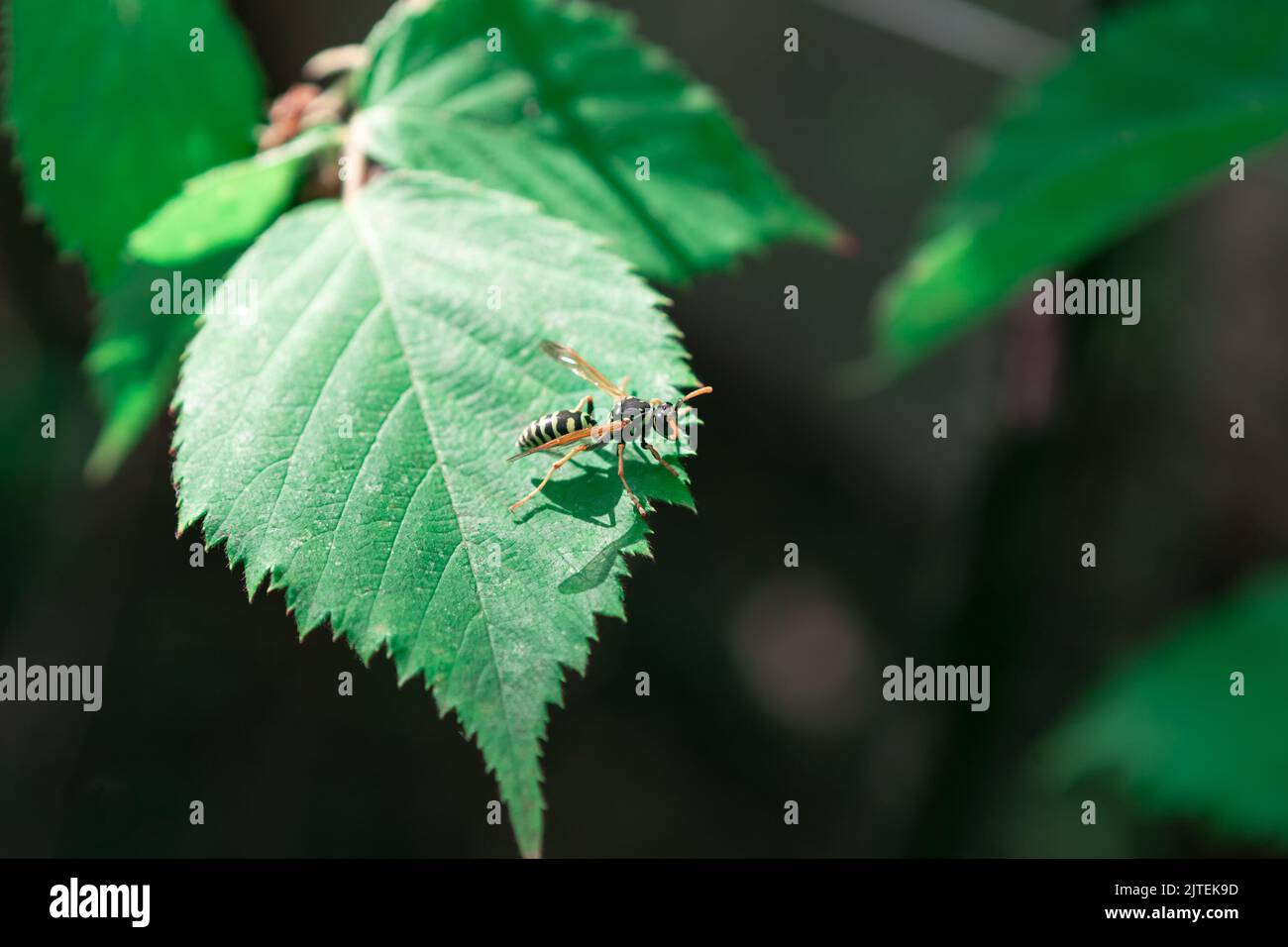 Wespe auf einem grünen Blatt. Makroinsekt Stockfoto