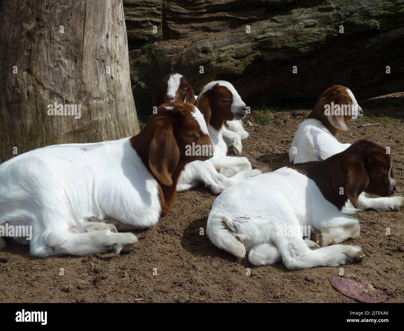 Eine Herde junger Boer-Ziegen, die auf einem Bauernhof in Australien auf dem Boden liegen Stockfoto