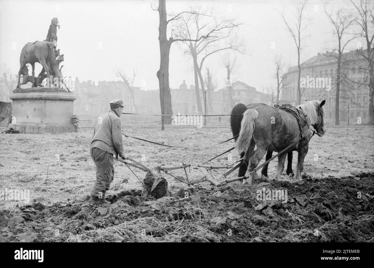 Ein Mann hinter dem Pflug, gezogen von zwei Pferden, bei der Feldbestellung im Tiergarten, im Hintergrund das Denkmal der Fugurengruppe 'Fuchsjagd um 1900', Berlin, Deutschland 1947. Stockfoto