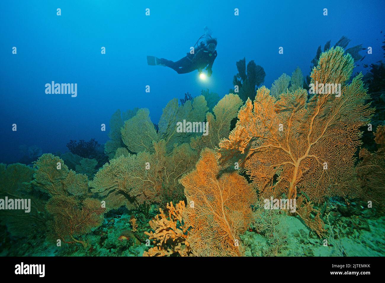 Taucher an einem Korallenriff mit Riesenmeerfans (Annella mollis), Malediven, Indischer Ozean, Asien Stockfoto