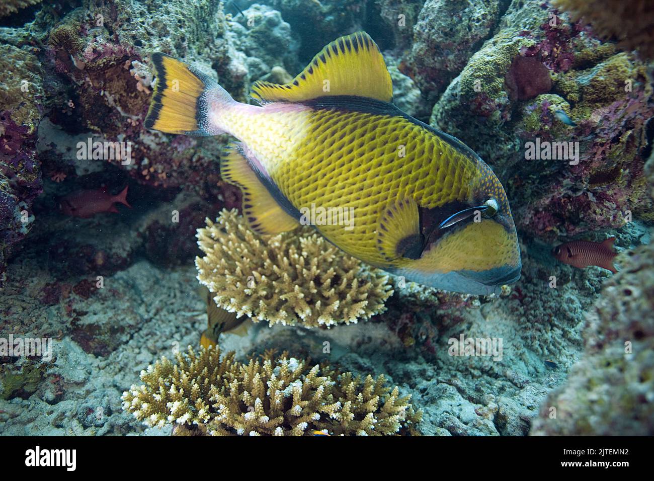 Riesentriggerfische oder Titantriggerfische (Balistoides viridescens), Futterkorallen, Süd-männliches Atoll, Malediven, Indischer Ozean, Asien Stockfoto