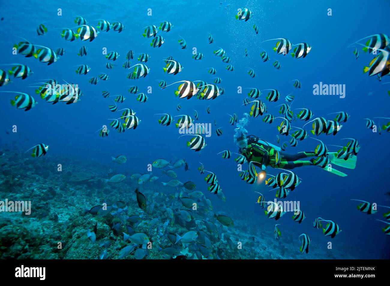 Taucher beobachtet eine Schulausbildung Bannerfische (Heniochus diphrutes), Süd-Male-Atoll, Malediven, Indischer Ozean, Asien Stockfoto