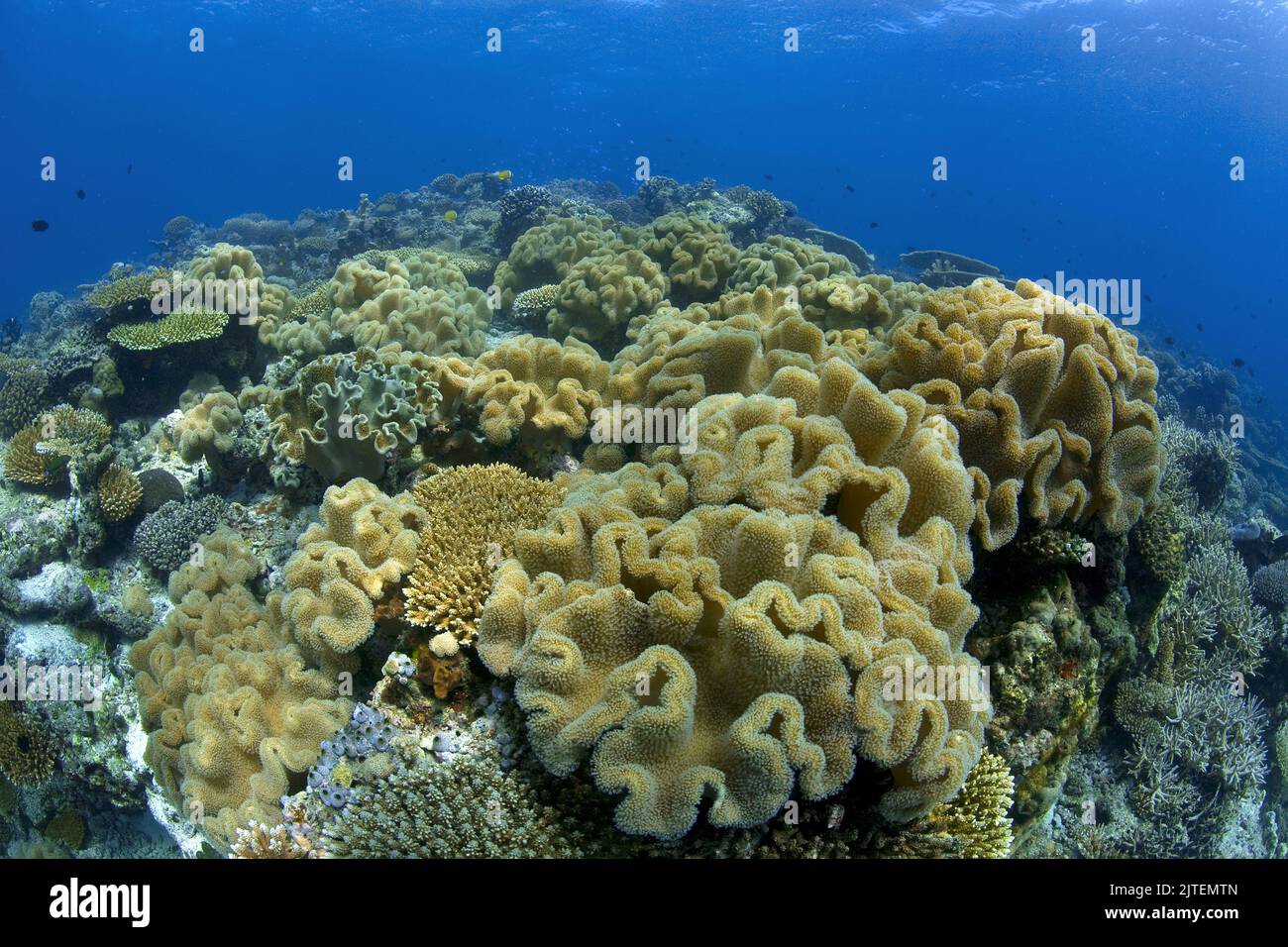 Pilzweichkorallen (Sarcophyton trochelioporum) überwuchsen ein Korallenriff, Nord-Male Atoll, Malediven, Indischer Ozean Stockfoto