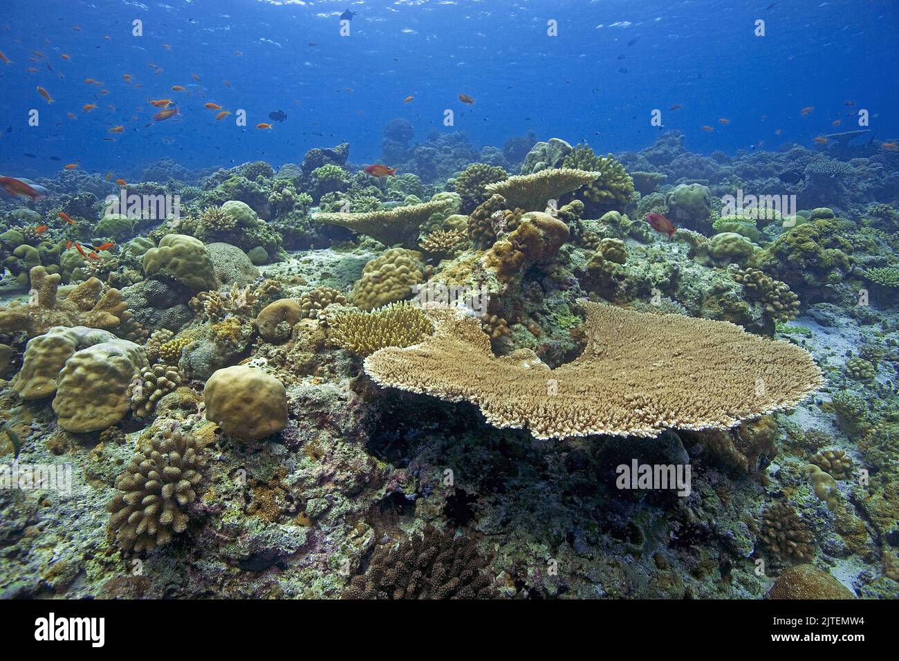 Intaktes Korallenriff mit dominierenden Steinkorallen, Malediven, Indischer Ozean, Asien Stockfoto
