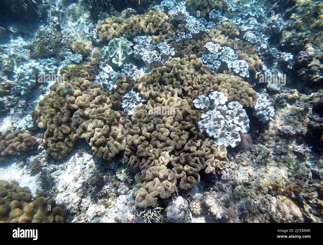 Pilzweichkorallen (Sarcophyton trochelioporum) überwuchsen ein Korallenriff, Cebu, Philippinen Stockfoto