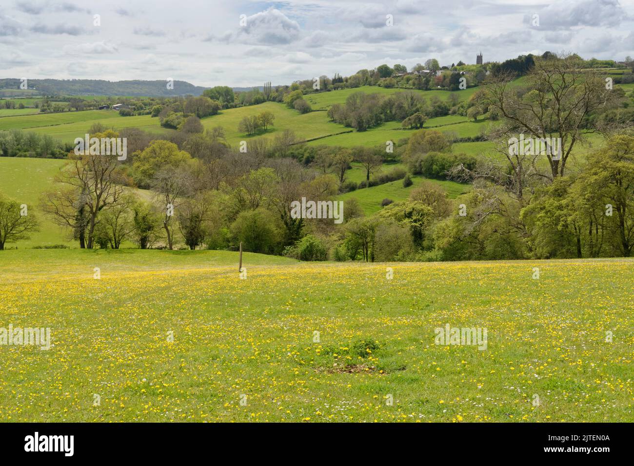Weideland besetzt mit Wiesenfaltern (Ranunculus acris) und Löchzahn (Taraxacum sp.), Euridge, bei Colerne, Wiltshire, Großbritannien, Mai. Stockfoto