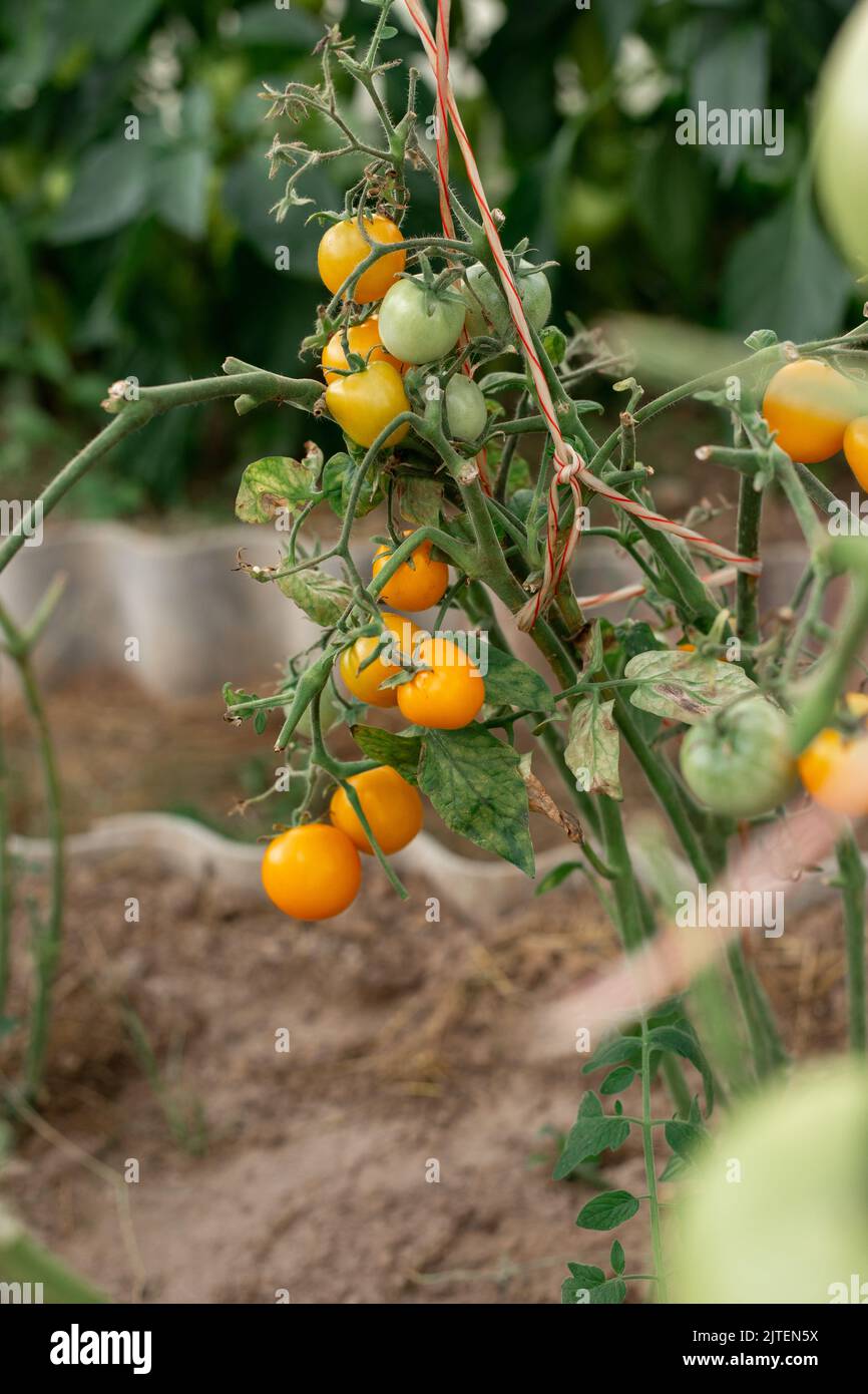 Gelbe Kirschtomaten wachsen auf Ästen in einem Gewächshaus Stockfoto