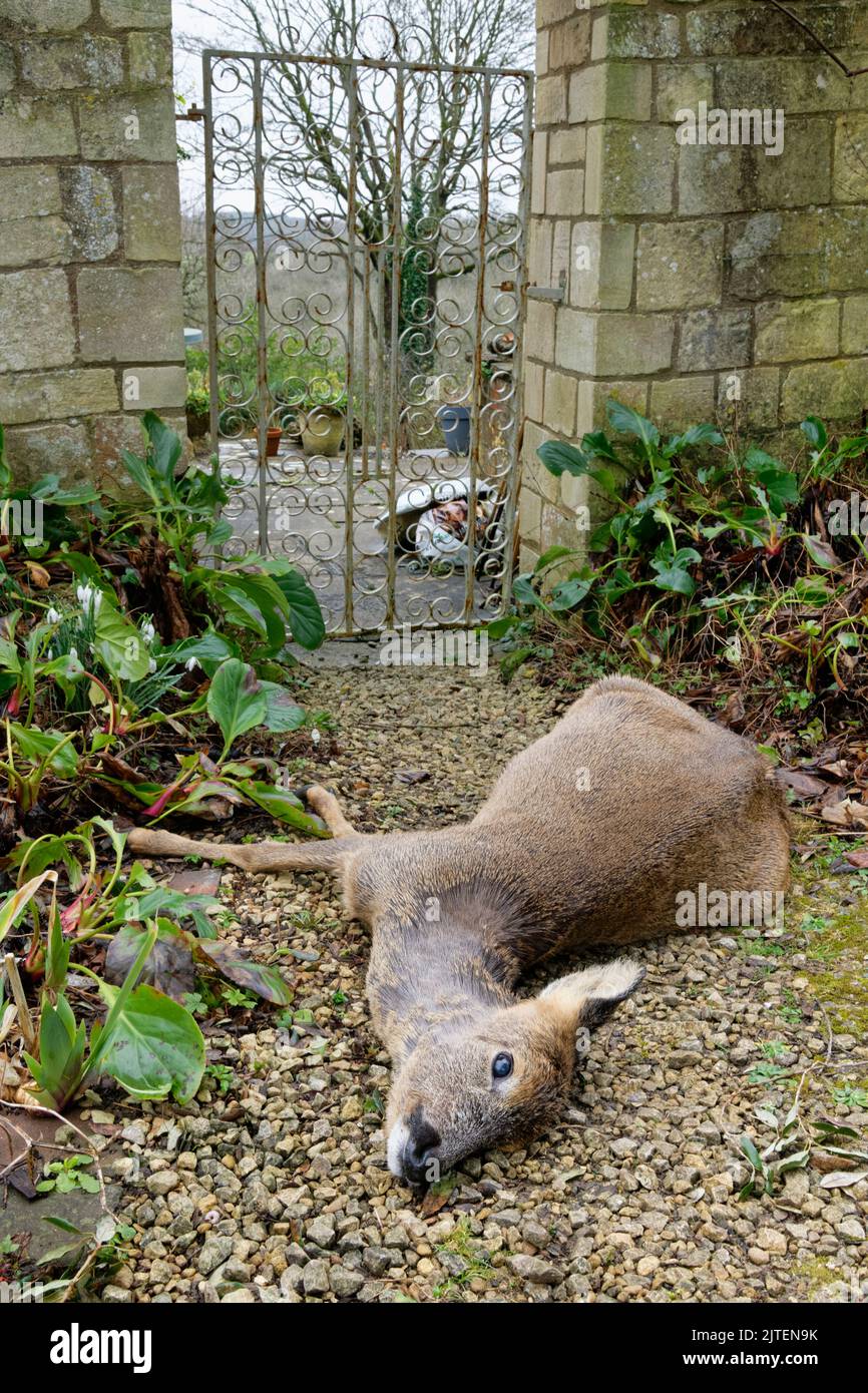 Rehe (Capreolus capreolus) liegen tot auf dem Gartenweg, nachdem sie in ein geschlossenes Tor gerannt wurden, nachdem sie von einer Sicherheitsleuchte, Wiltshire, Großbritannien, erschreckt wurden Stockfoto