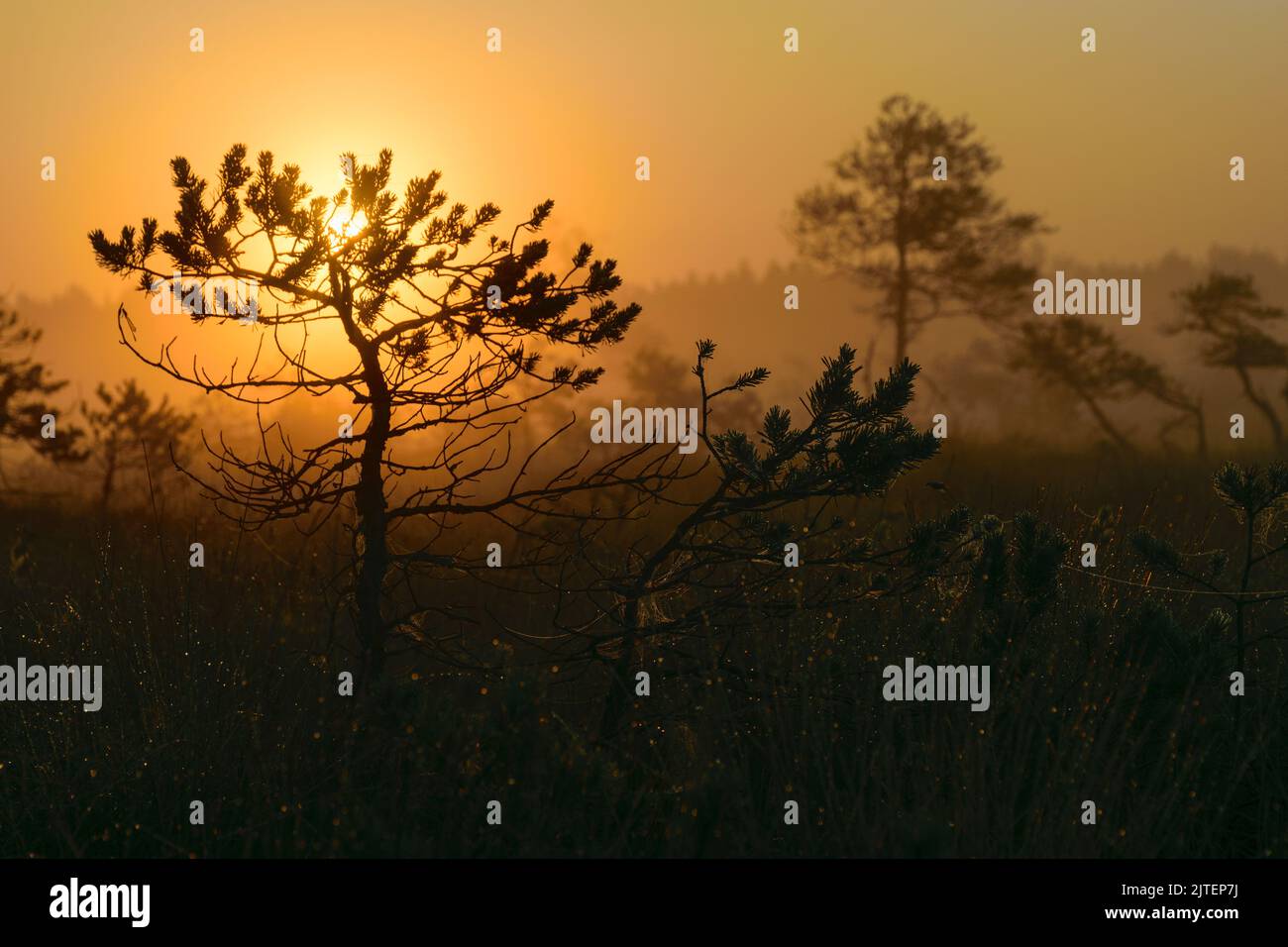 Sumpfkiefern-Silhouetten gegen die Morgensonne, neblige Sumpflandschaft mit Sumpfkiefern und traditioneller Moorvegetation, verschwommener Hintergrund, Nebel im Sumpf, d Stockfoto