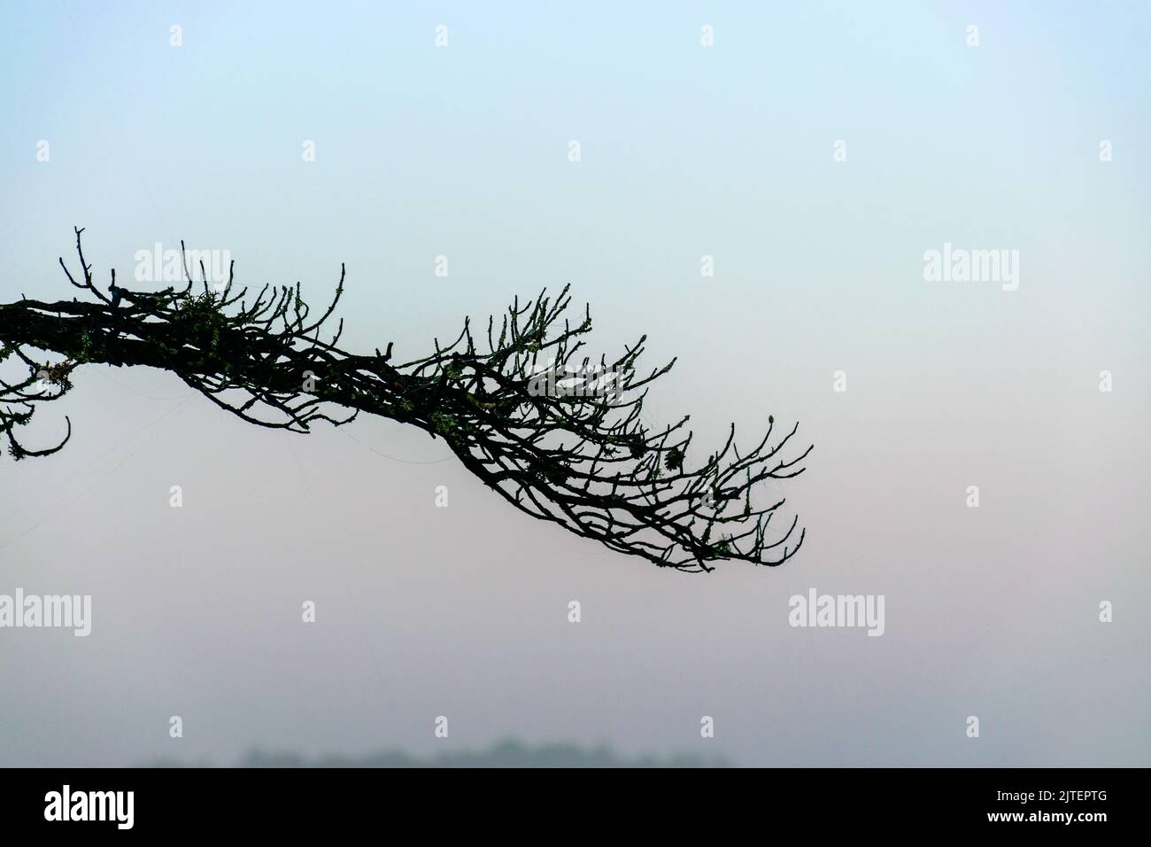 Sumpfkiefern-Silhouetten gegen die Morgensonne, neblige Sumpflandschaft mit Sumpfkiefern und traditioneller Moorvegetation, verschwommener Hintergrund, Nebel im Sumpf, d Stockfoto