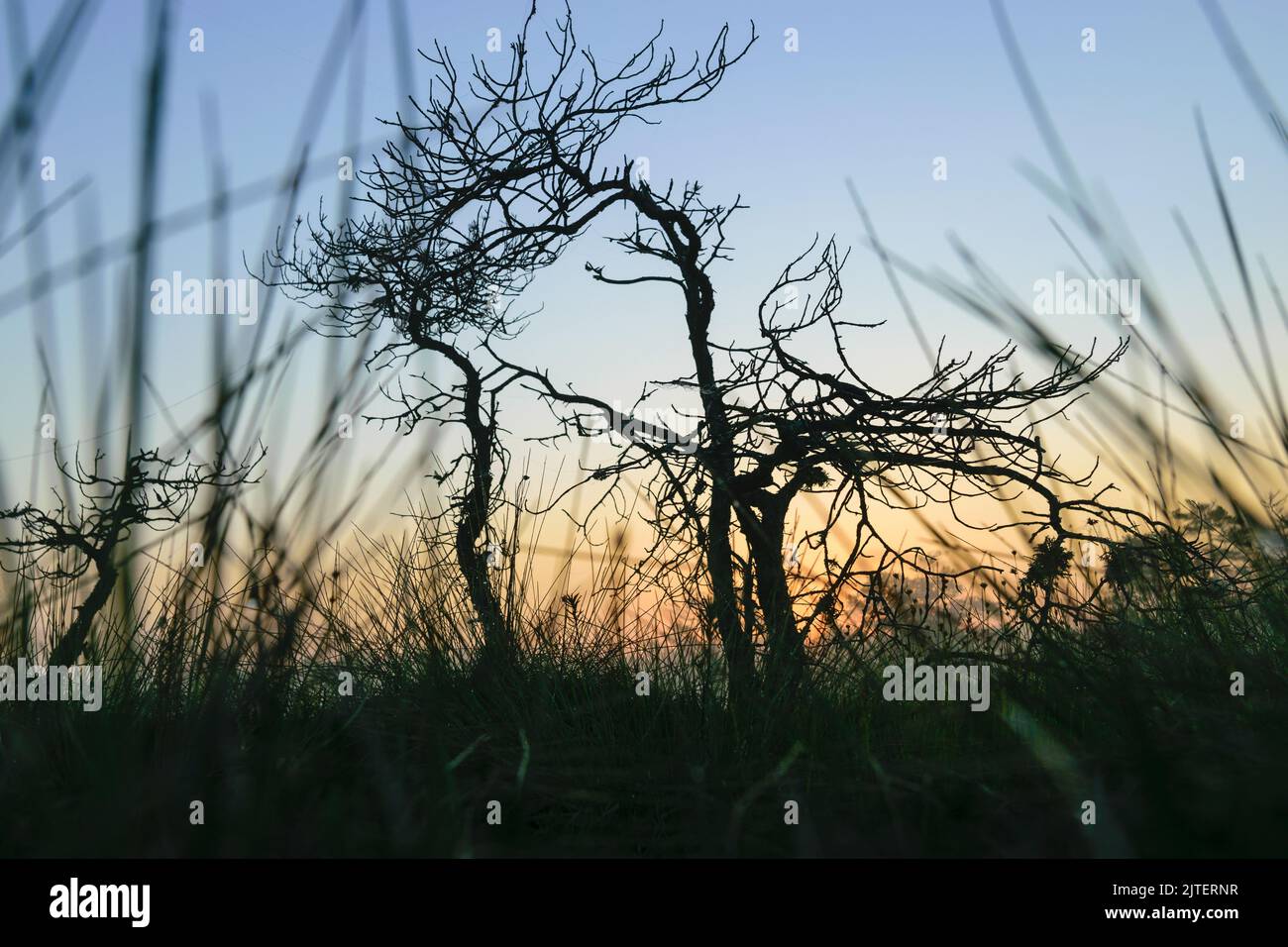 Sumpfkiefern-Silhouetten gegen die Morgensonne, neblige Sumpflandschaft mit Sumpfkiefern und traditioneller Moorvegetation, verschwommener Hintergrund, Nebel im Sumpf, d Stockfoto