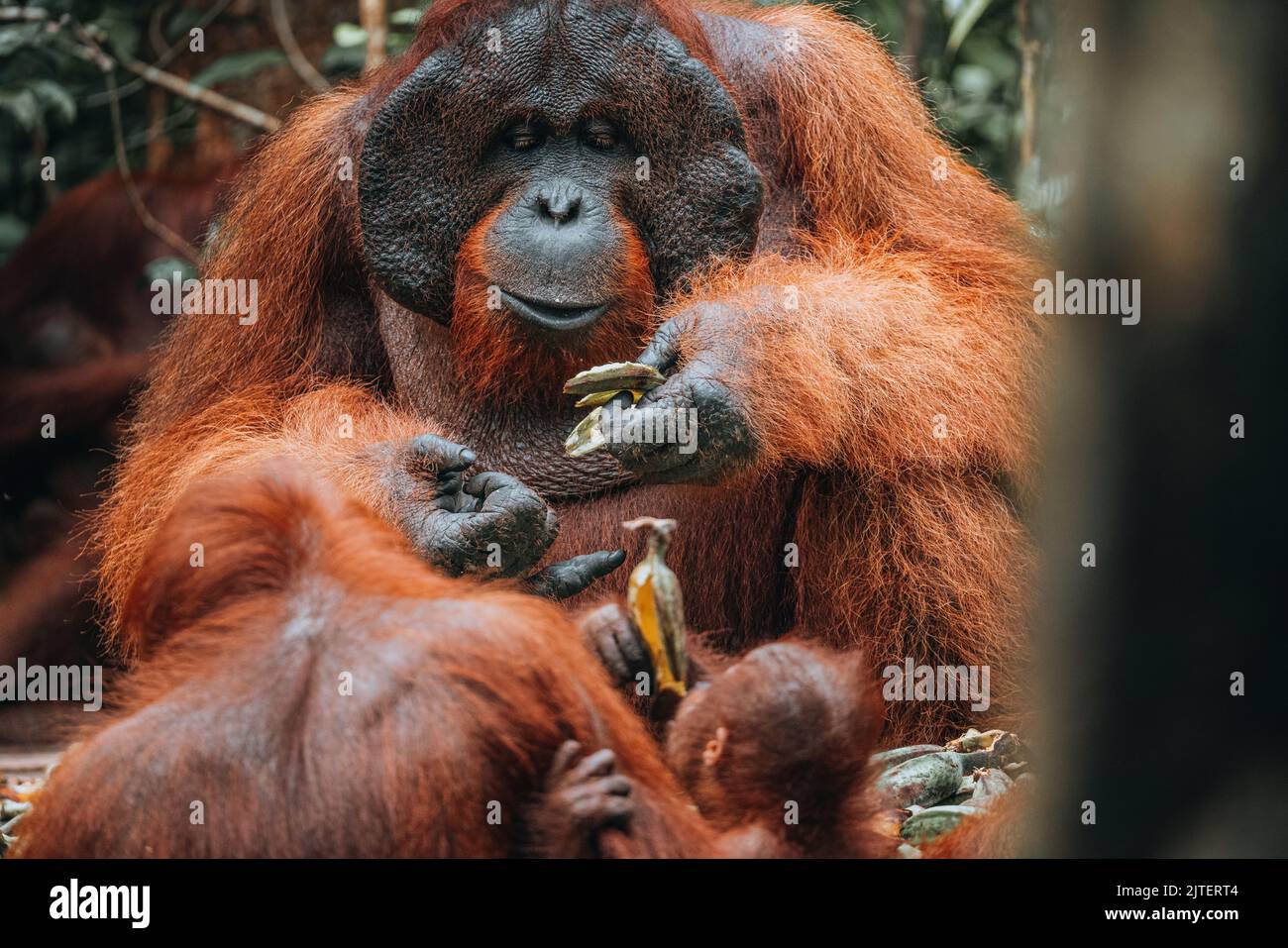 Orang-Utan im Dschungel von Borneo, Indonesien. Stockfoto