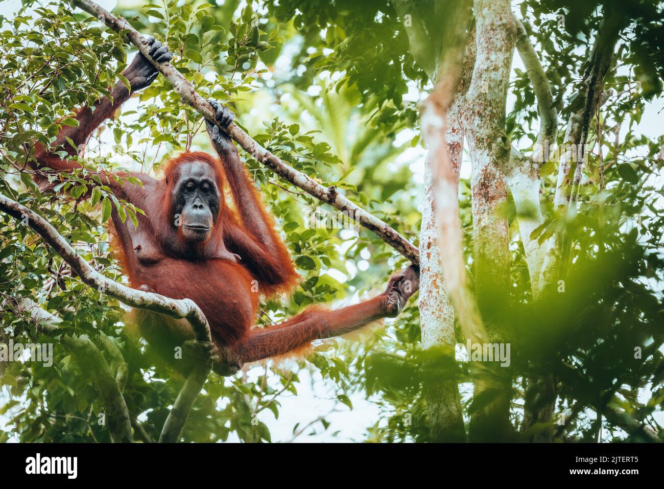 Orang-Utan im Dschungel von Borneo, Indonesien. Stockfoto