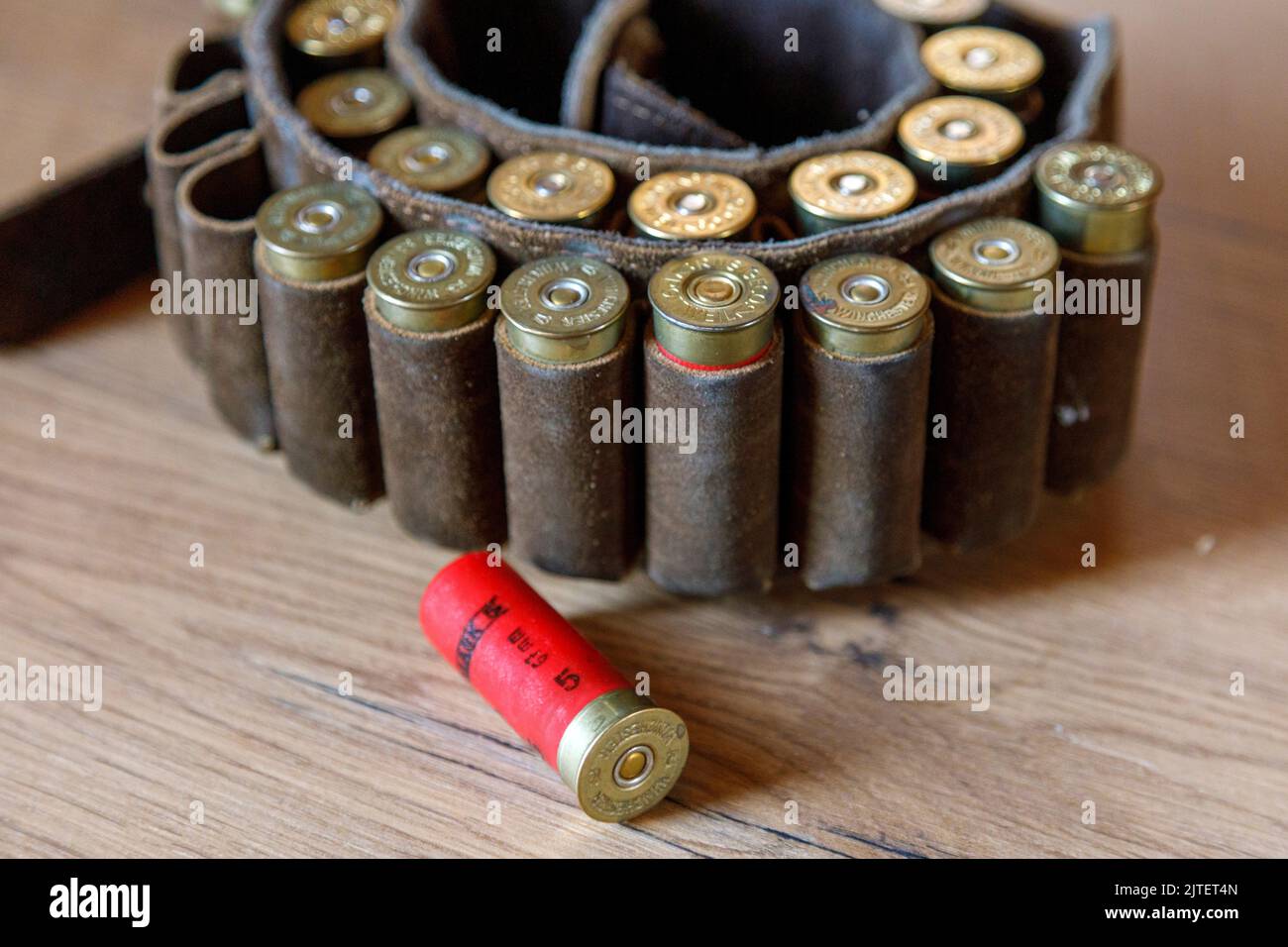 Patronengürtel mit 12 Gauge Schrotflintenmunition Stockfoto