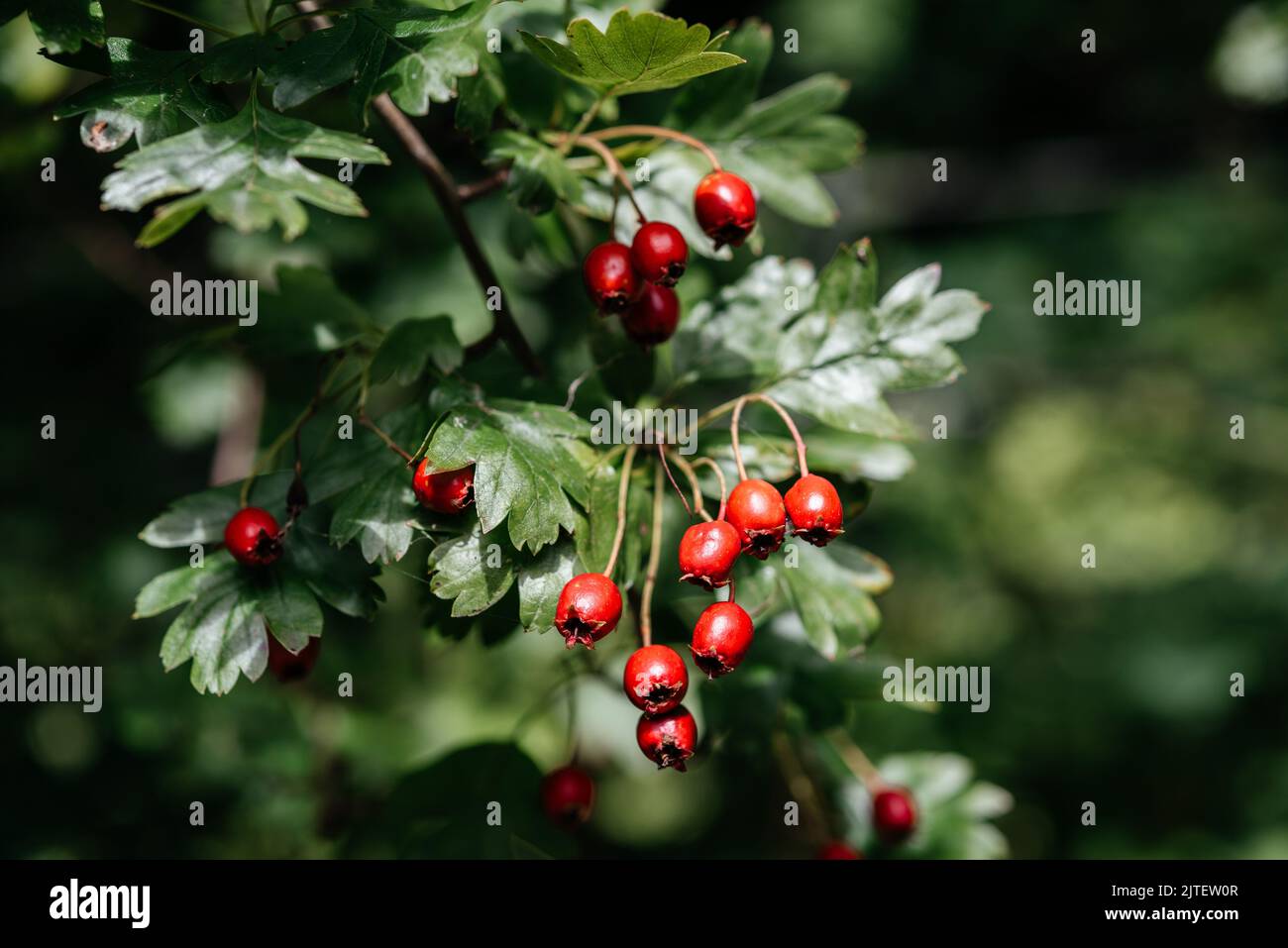 Rote Früchte des Weißdorns (Crataegus laevigata, midland-Weißdorn, englischer Weißdorn, Waldhawthorn, mayflower) im Herbst in Schottland Stockfoto