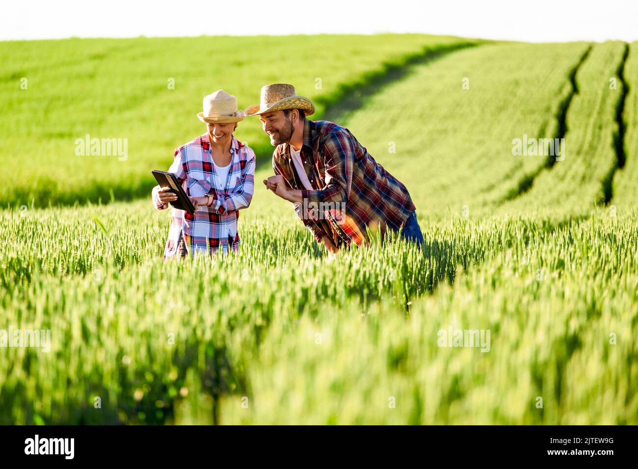 Mann und Frau arbeiten zusammen. Sie bauen Weizen an. Sie sind glücklich wegen der guten Jahreszeit. Stockfoto