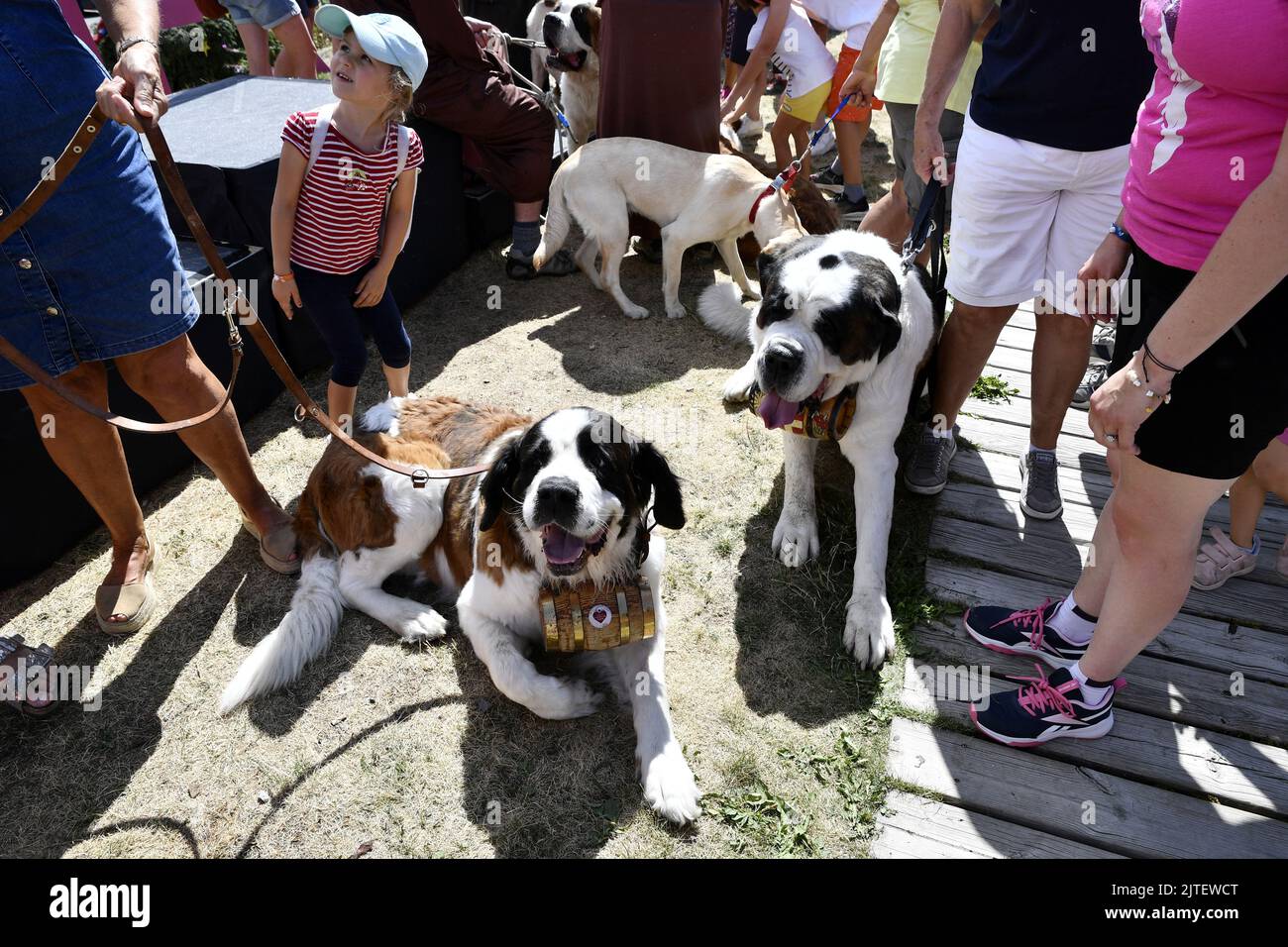 Saint Bernard Dogs - La Rosière - Französische Alpen - Savoie - Frankreich Stockfoto