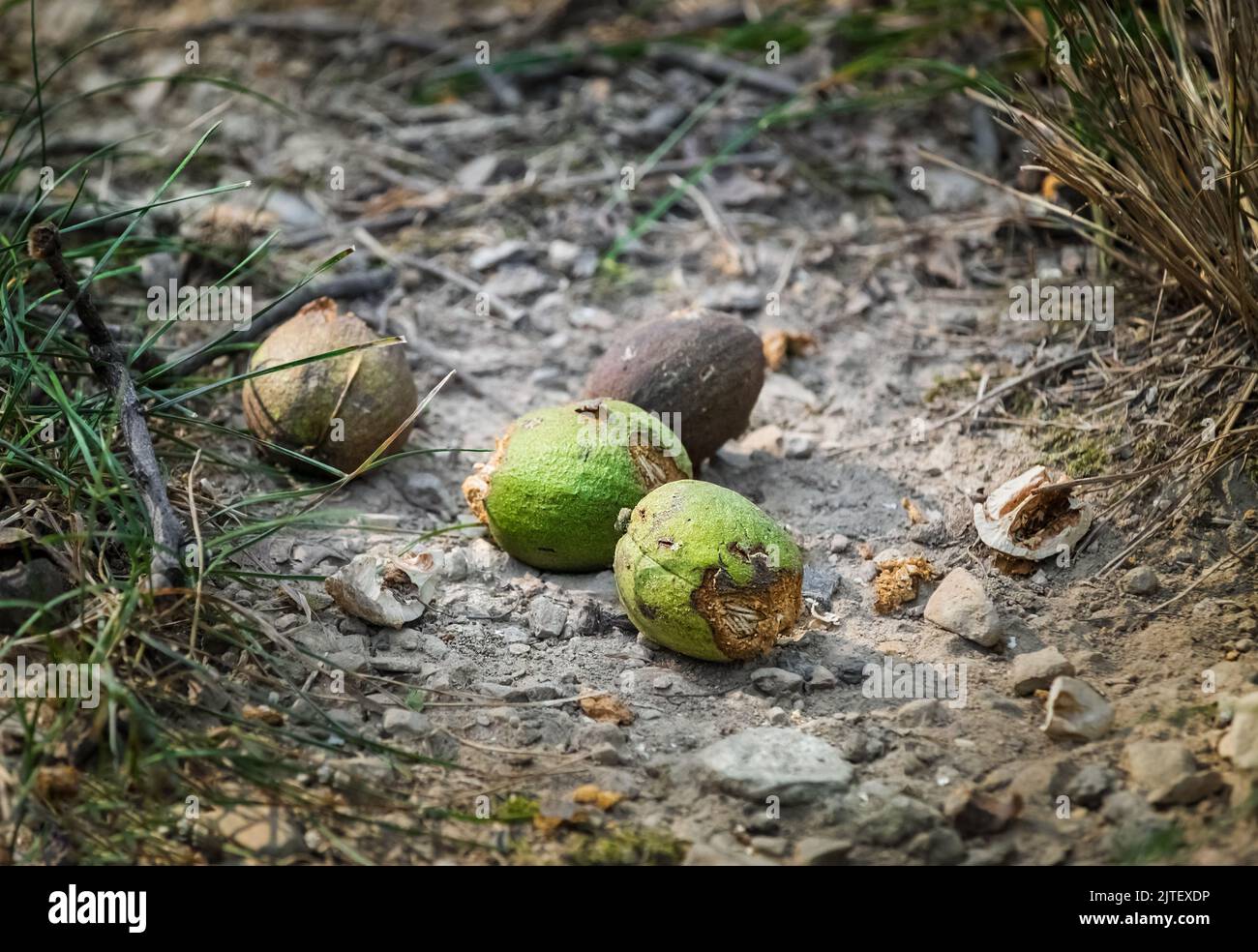Vier wilde Hickory-Nüsse, carya, liegen auf einem Waldweg Boden, nachdem sie von Eichhörnchen im Spätsommer oder Herbst aufgeritzt wurden, Lancaster, Pennsylvania Stockfoto