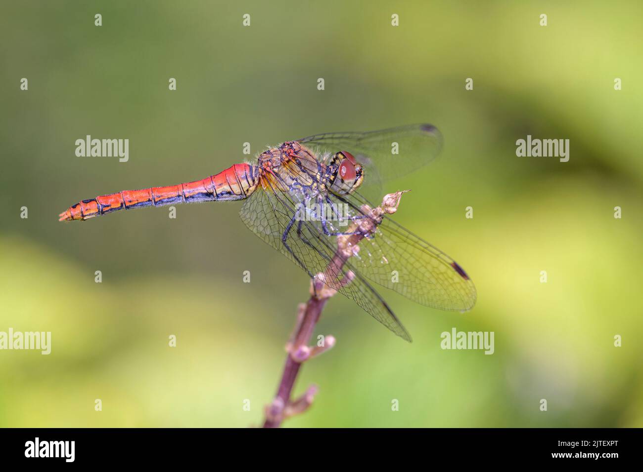 Blood Red Darter - Sympetrum Sanguineum In Seinem Natürlichen Lebensraum Stockfoto